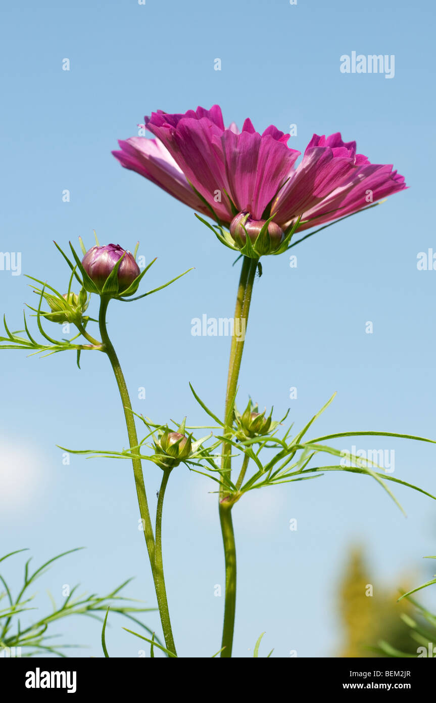 Cosmos bipinnatus conchiglie di mare Foto Stock