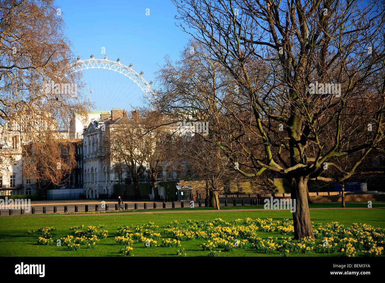 La molla Daffodil fiori St James Park Westminster Londra la città capitale d'Inghilterra REGNO UNITO Foto Stock