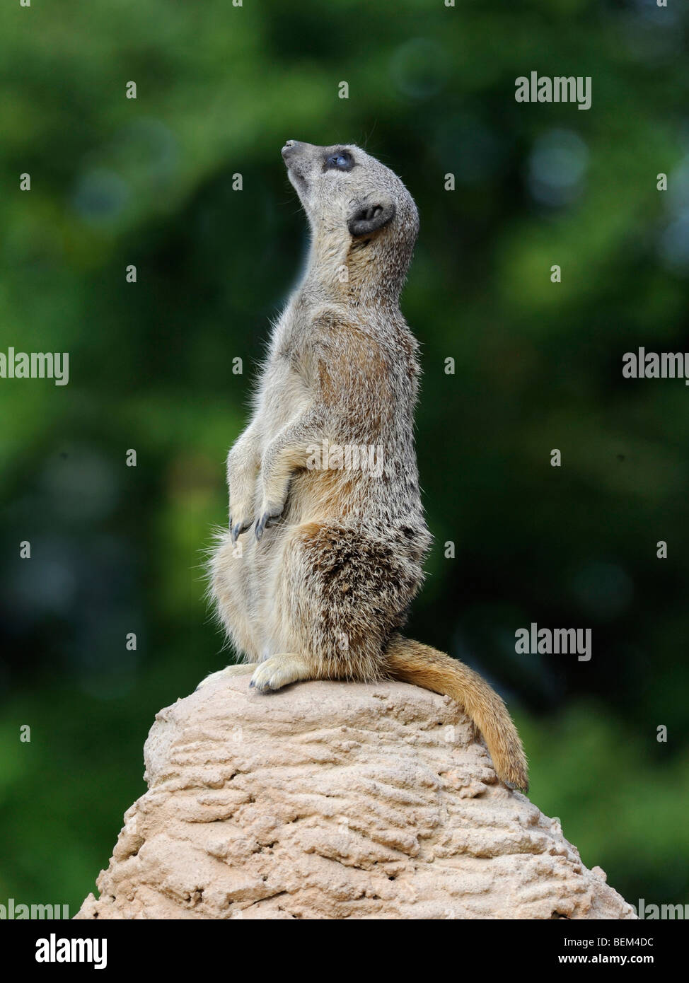 Un meerkat guardando verso l'alto, le cose stanno cercando. Foto Stock