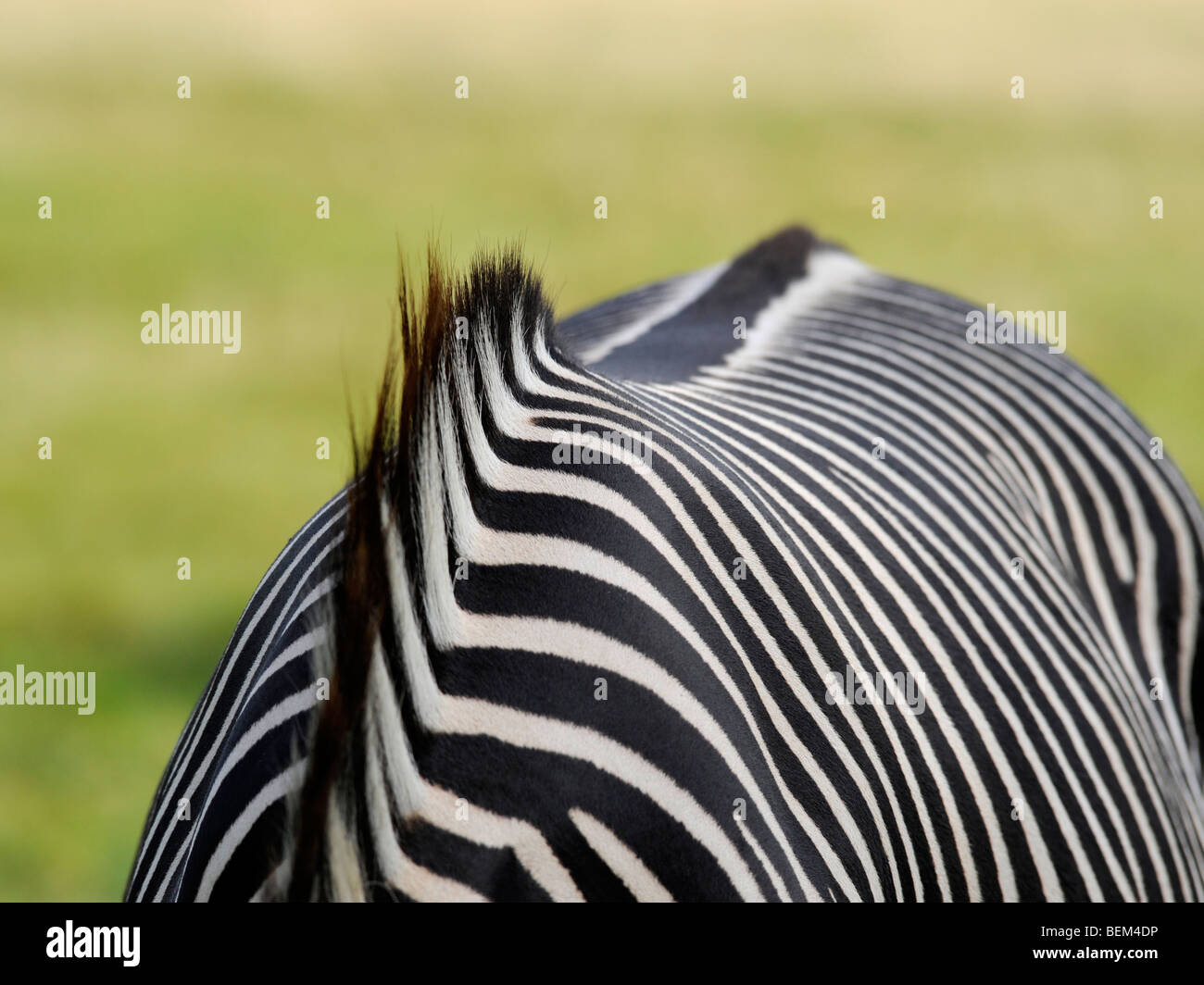 Il mantello di una zebra con una striata mane. Foto Stock