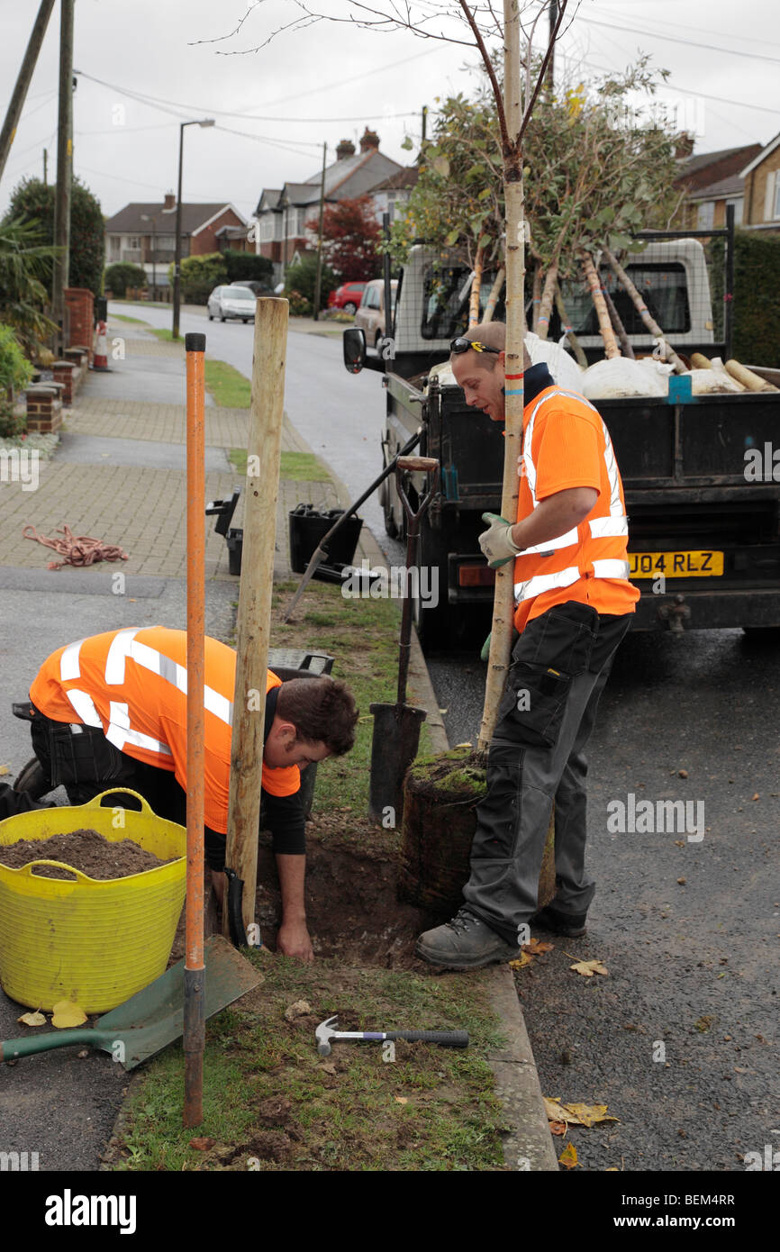 Gli uomini di piantare un albero in una strada. Foto Stock