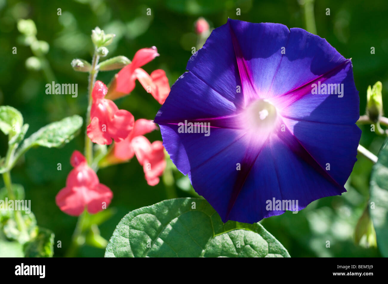 Ipomoea KNIOLAS BLACK KNIGHT Foto Stock