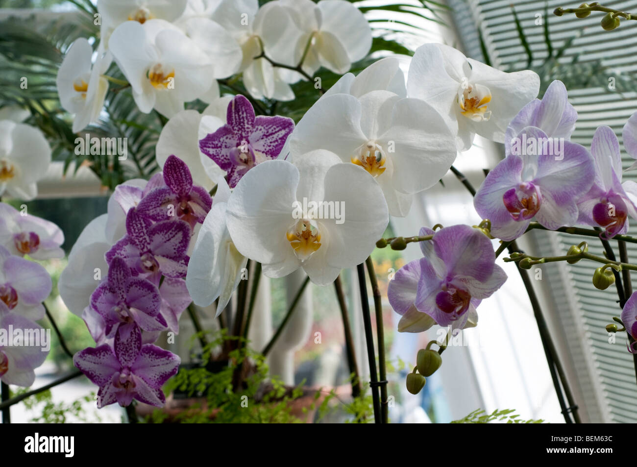 Orchidee Phalaenopsis o moth orchid Foto Stock