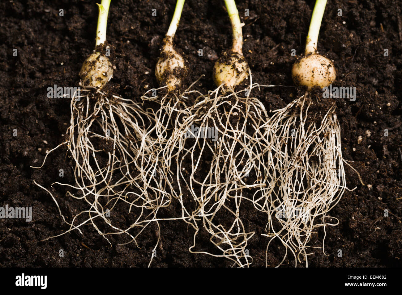 Radici delle piante Foto Stock