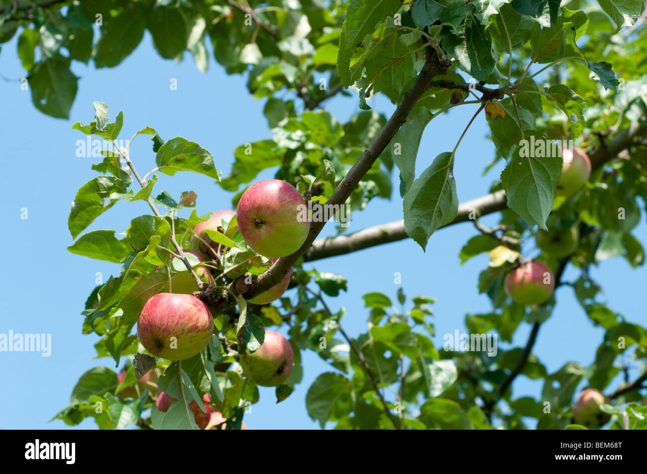 Le mele su un albero Foto Stock