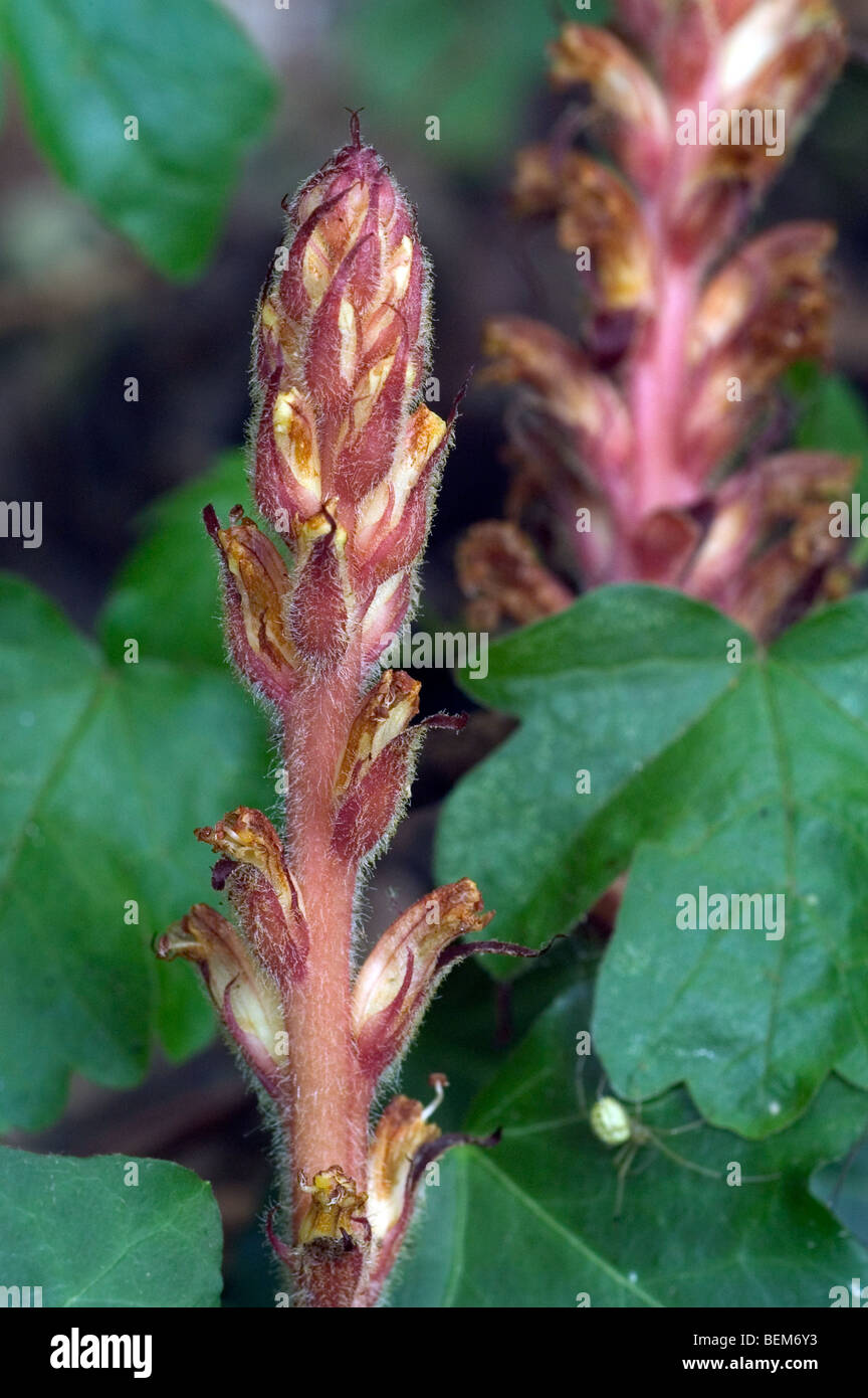 Close-up di Edera Succhiamele prataiolo (Orobanche hederae), La Brenne, Francia Foto Stock