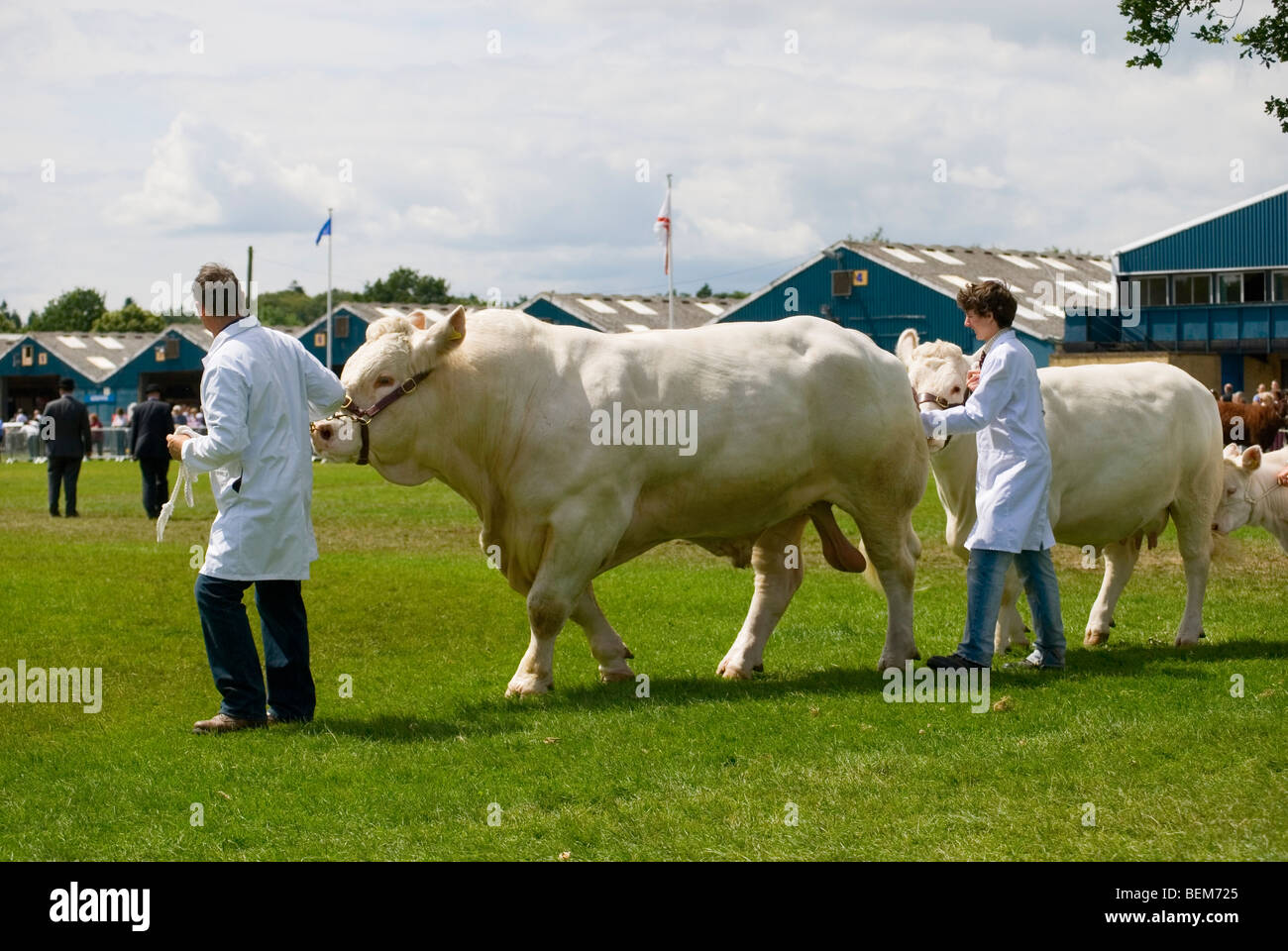 British Blonde Bull e vacca in mostra con anello di gestori di eventi Foto Stock