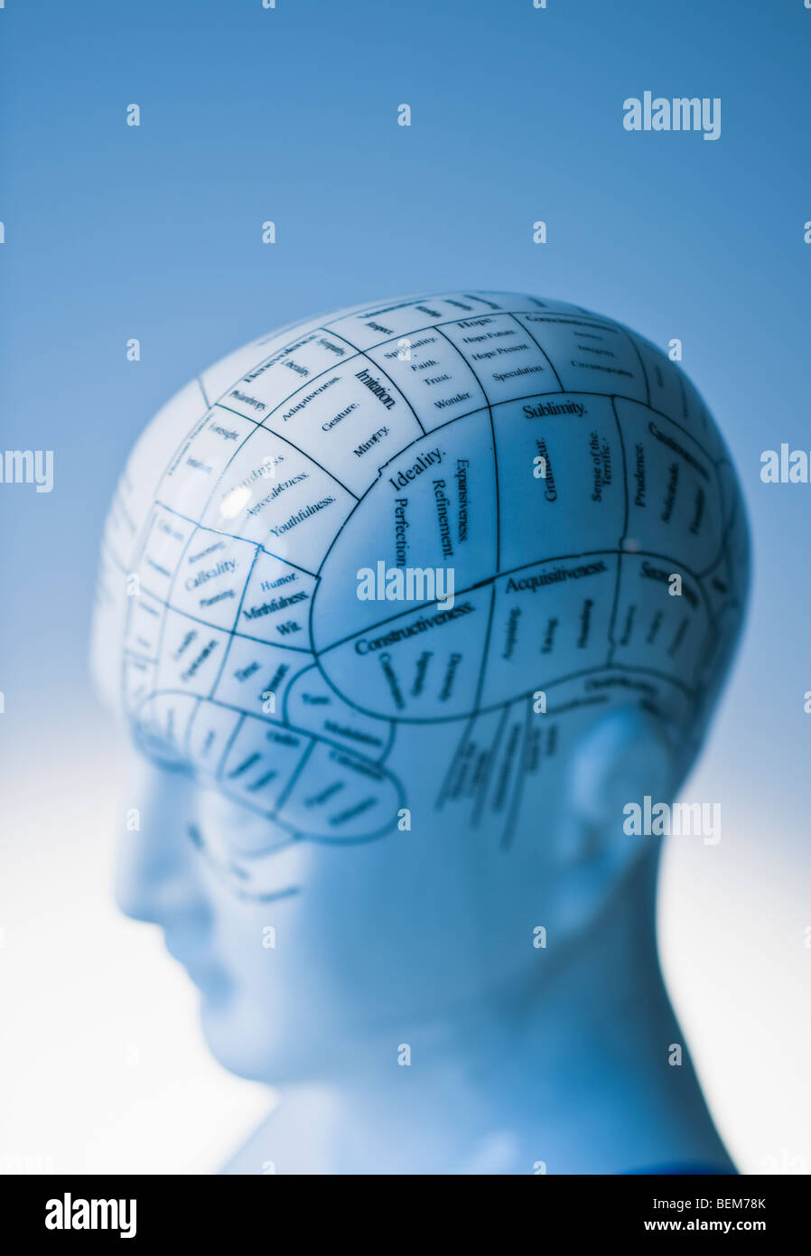 Modello di cervello umano Foto Stock