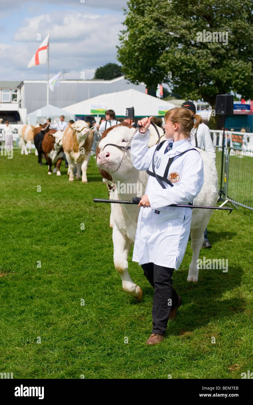 Bovini in mostra anello all'ultimo mai Royal Show Foto Stock