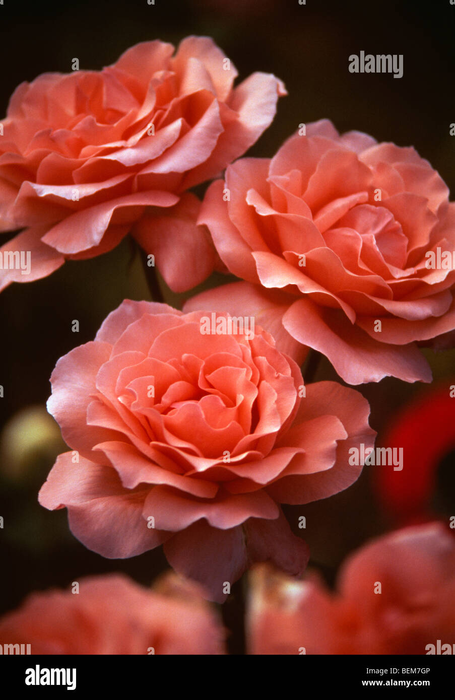 Close up di blumi di un rosa albicocca. Foto Stock