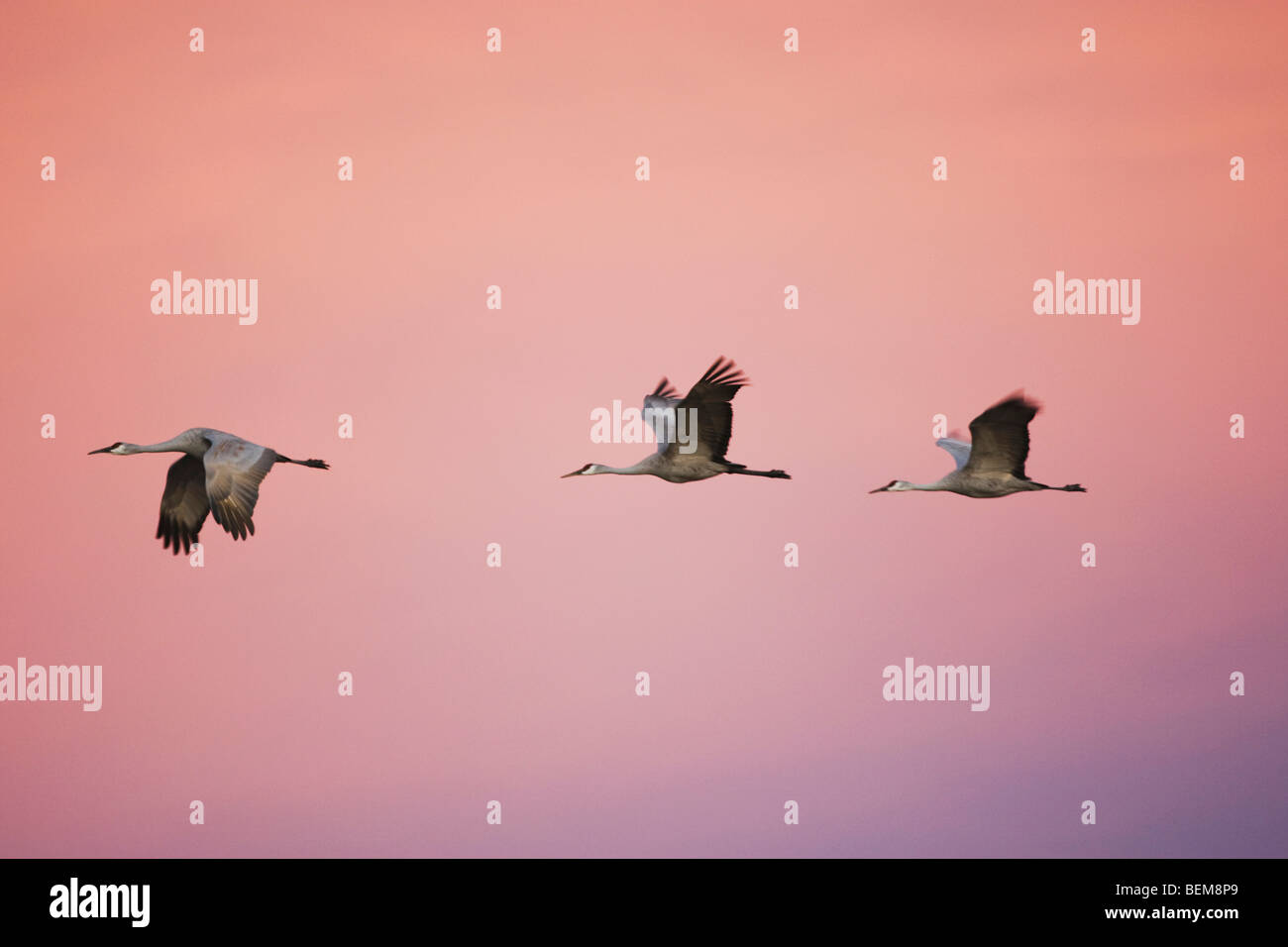 Sandhill gru (Grus canadensis), gruppo in volo al tramonto, Bosque del Apache National Wildlife Refuge , Nuovo Messico, STATI UNITI D'AMERICA, Foto Stock