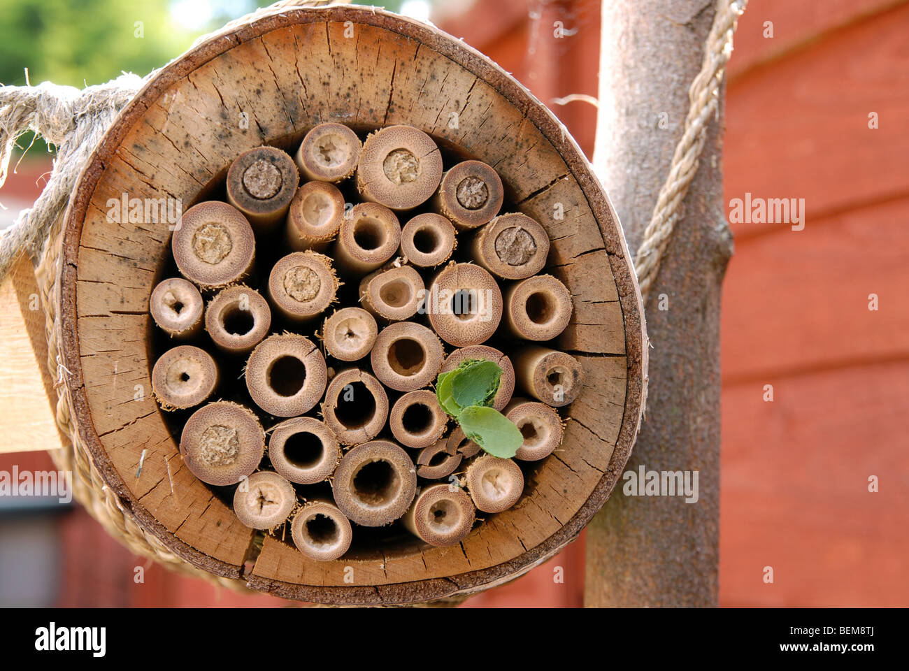 Una casa di bambù per le api solitarie con nidi realizzati da mason api, la Osmia Rufus e leafcutter api, Megachile centuncularis. Foto Stock