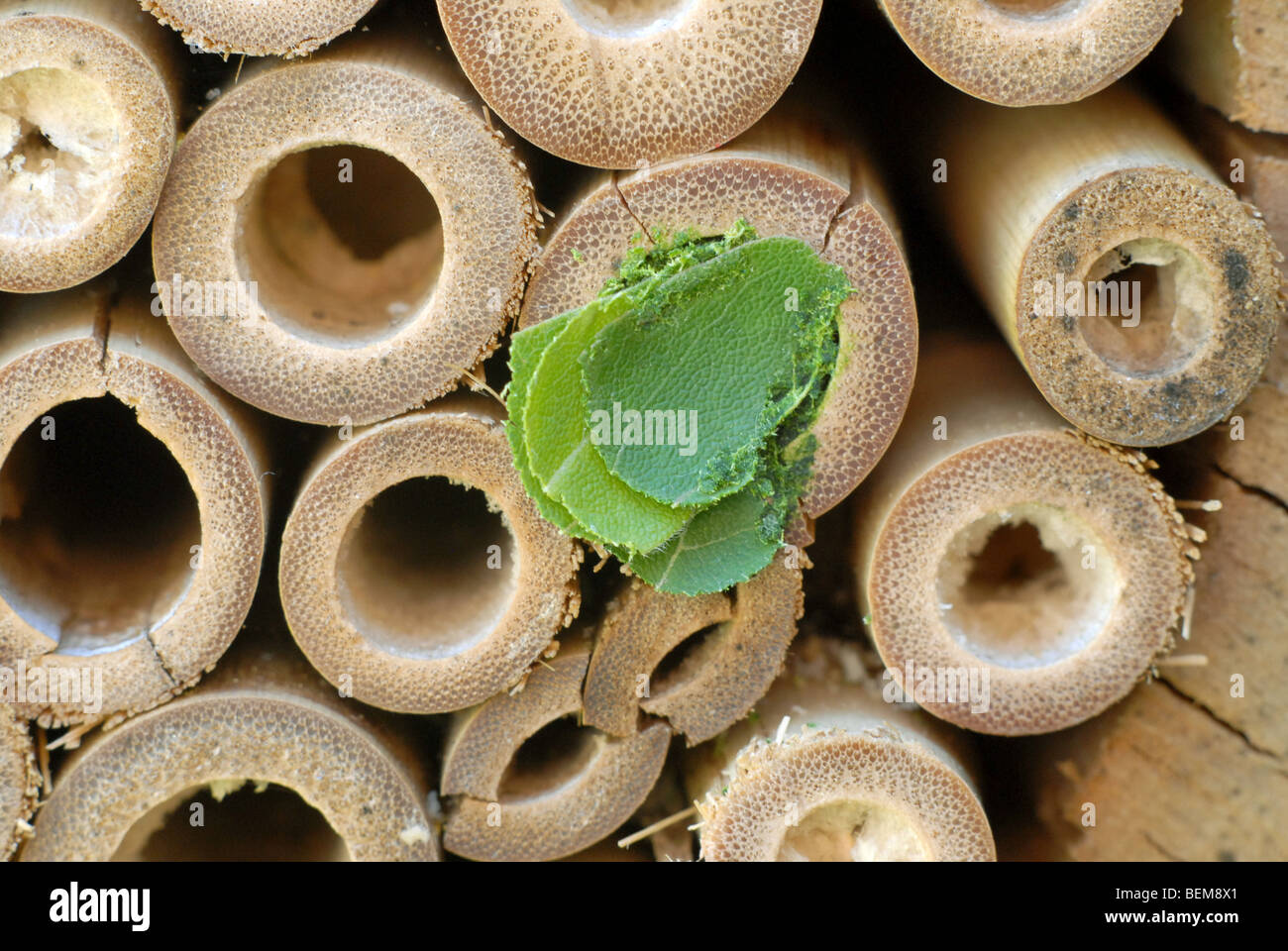 Una casa di bambù per le api solitarie con un nido fatto da un leafcutter bee, Megachile centuncularis. Foto Stock