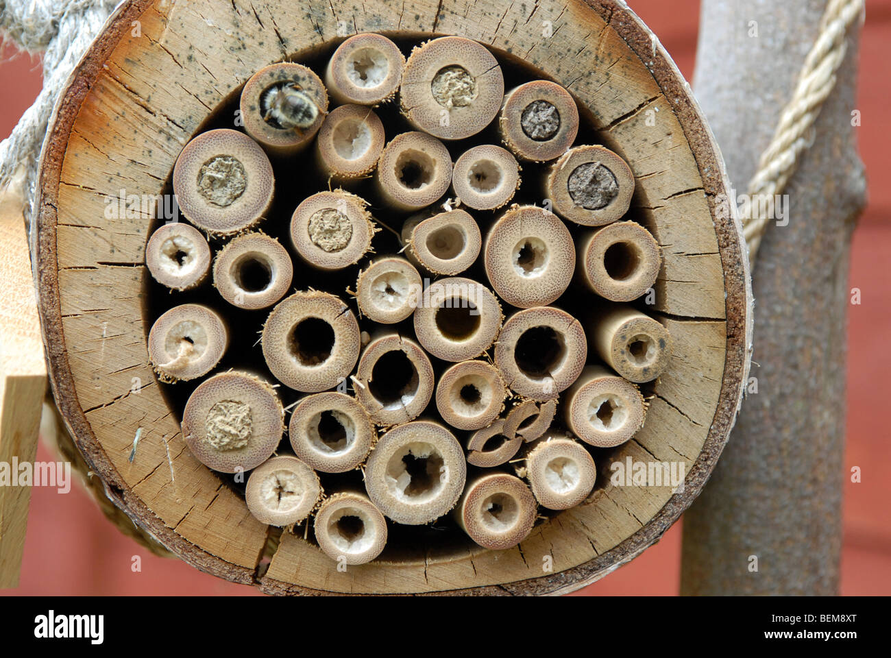 Una casa di bambù per le api solitarie con nidi realizzati da mason api, la Osmia Rufus. Foto Stock