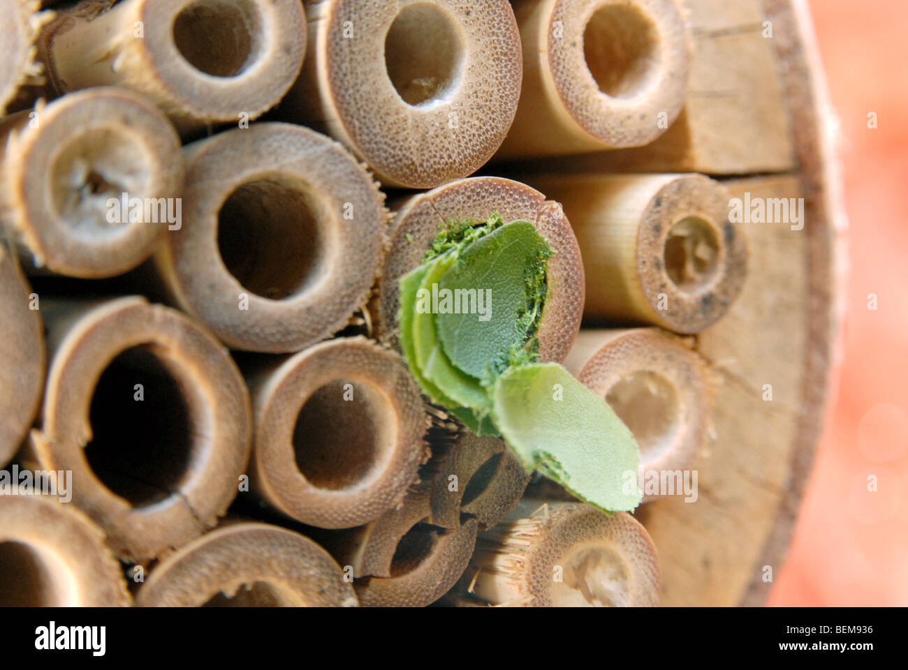 Una casa di bambù per le api solitarie con un nido fatto da un leafcutter bee, Megachile centuncularis. Foto Stock