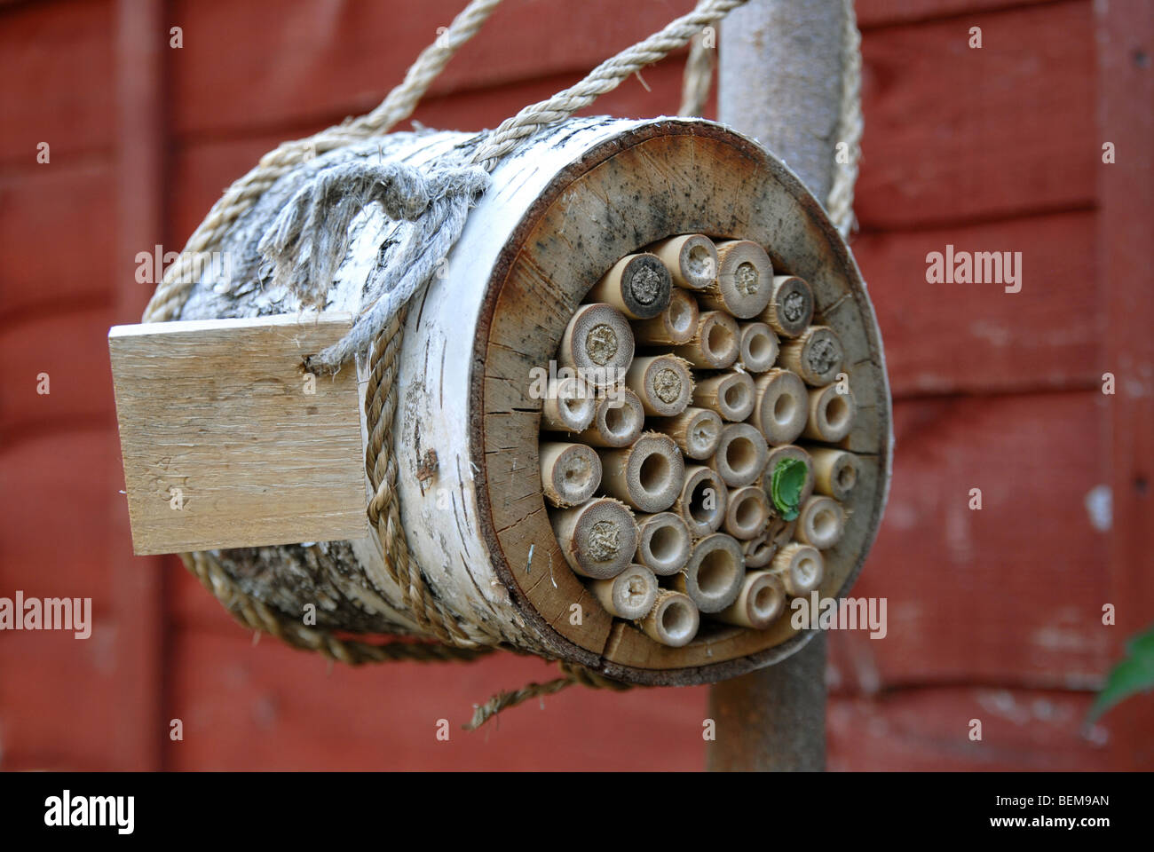 Una casa di bambù per le api solitarie con nidi realizzati da mason api, la Osmia Rufus e leafcutter api, Megachile centuncularis. Foto Stock