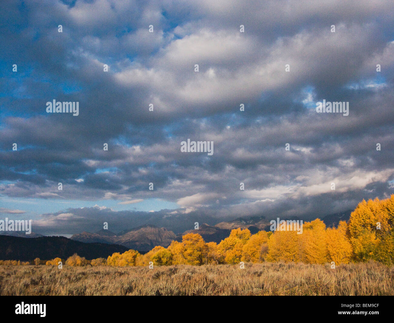 Aspen alberi con fallcolors, Grand Teton NP,Wyoming, STATI UNITI D'AMERICA Foto Stock