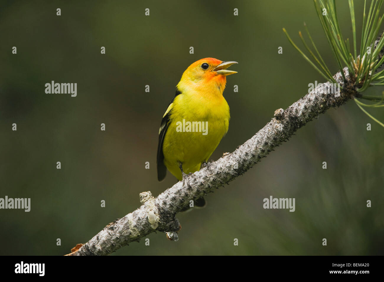 Western Tanager (Piranga ludoviciana), maschio adulto cantando, Rocky Mountain National Park, COLORADO, Stati Uniti d'America Foto Stock