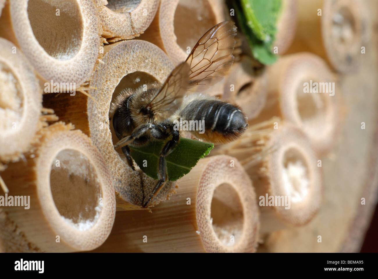Un leafcutter bee, Megachile centuncularis, su una casa di bambù per le api solitarie. Foto Stock