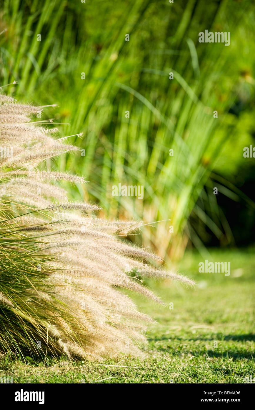 Giapponese di erba di argento Foto Stock