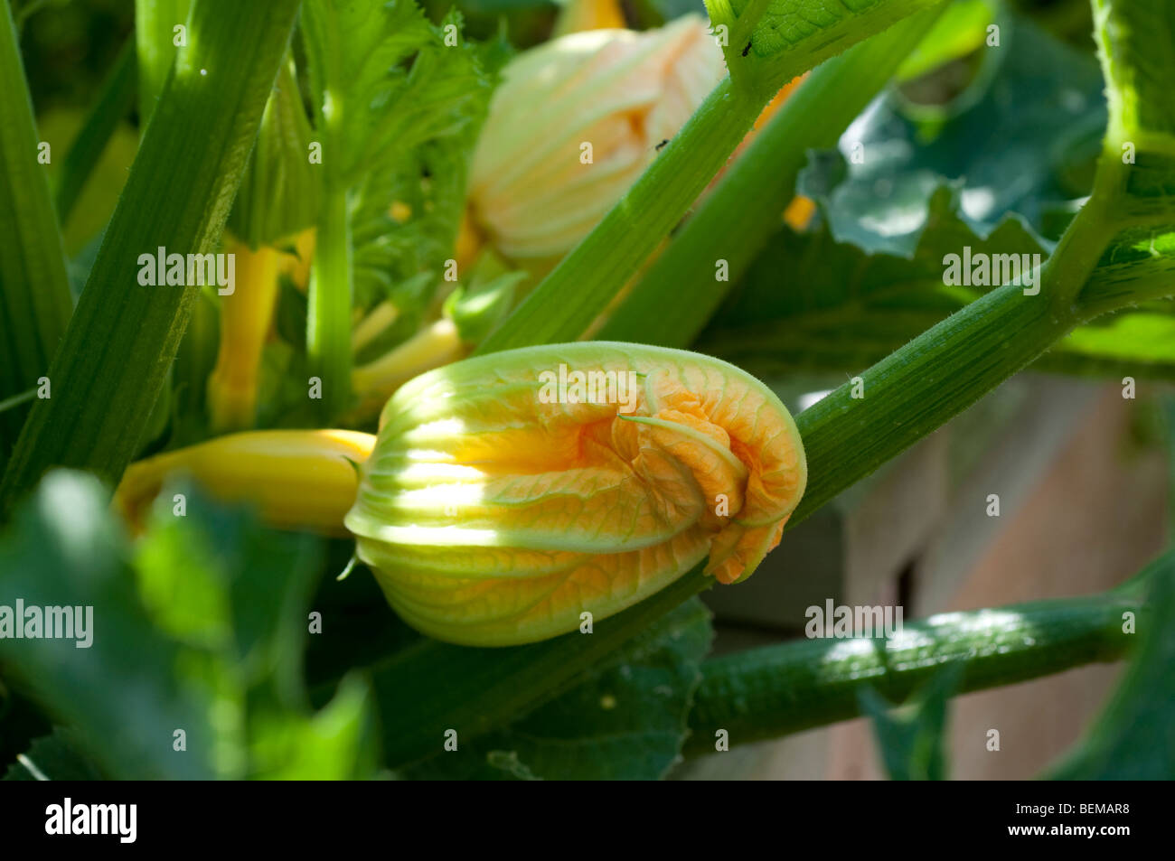 Fiori di zucca Foto Stock