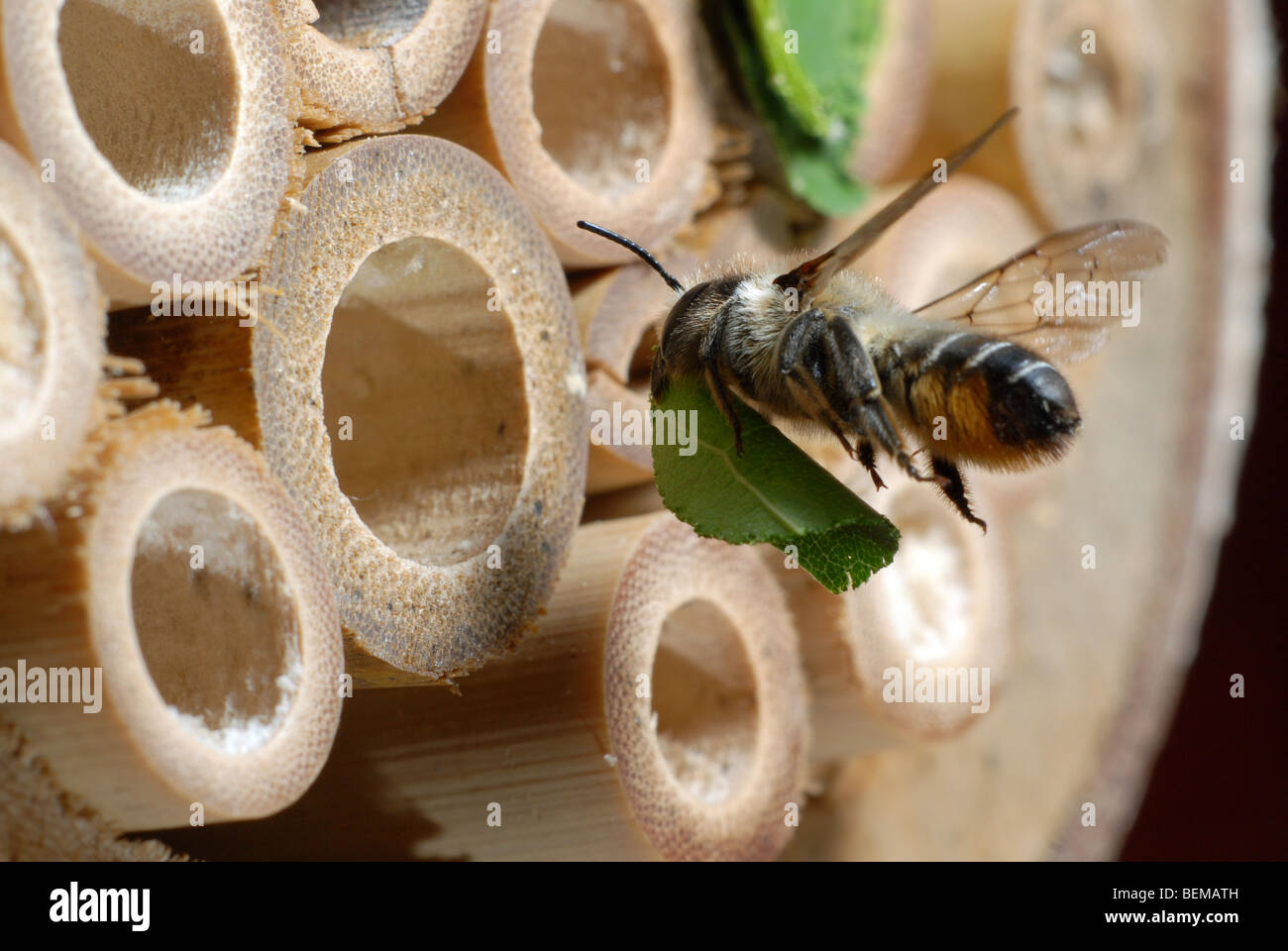Un leafcutter bee, Megachile centuncularis, su una casa di bambù per le api solitarie. Foto Stock