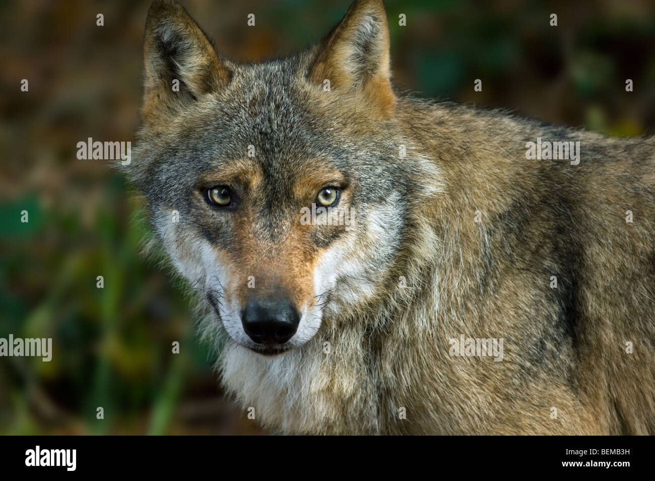 Close-up di unione lupo (Canis lupus) nella foresta Foto Stock