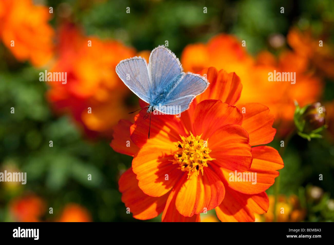 Comune di blue butterfly Polyommatus icarus sul cosmo sulfurei fiore Foto Stock