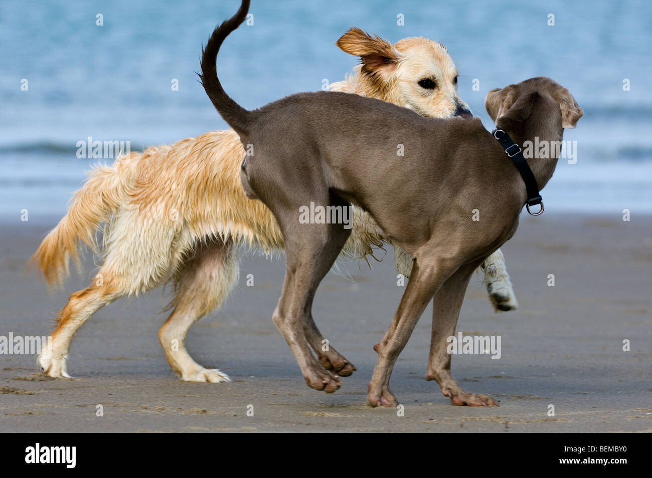 Golden Retriever (Canis lupus) giocando con altri cani sulla spiaggia lungo la costa del Mare del Nord Foto Stock