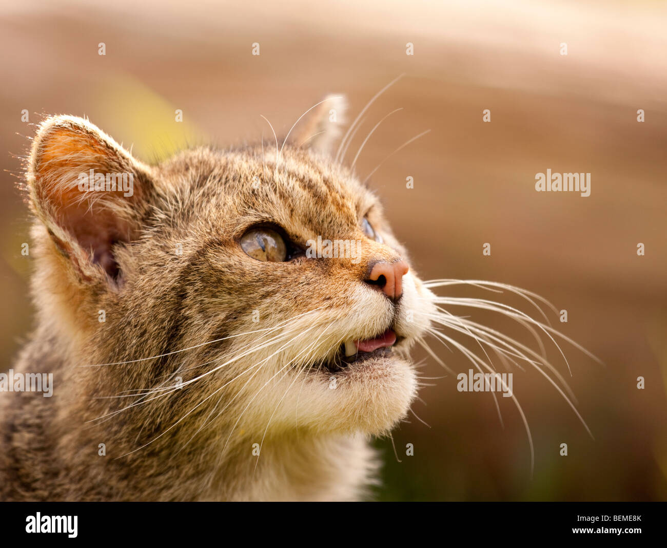 British gatto selvatico Foto Stock