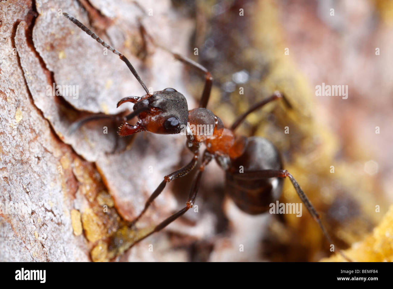 Una formica formica rufa-Formica polyctena sul gruppo di aghi di pino che minacciano lo spettatore. Foto Stock