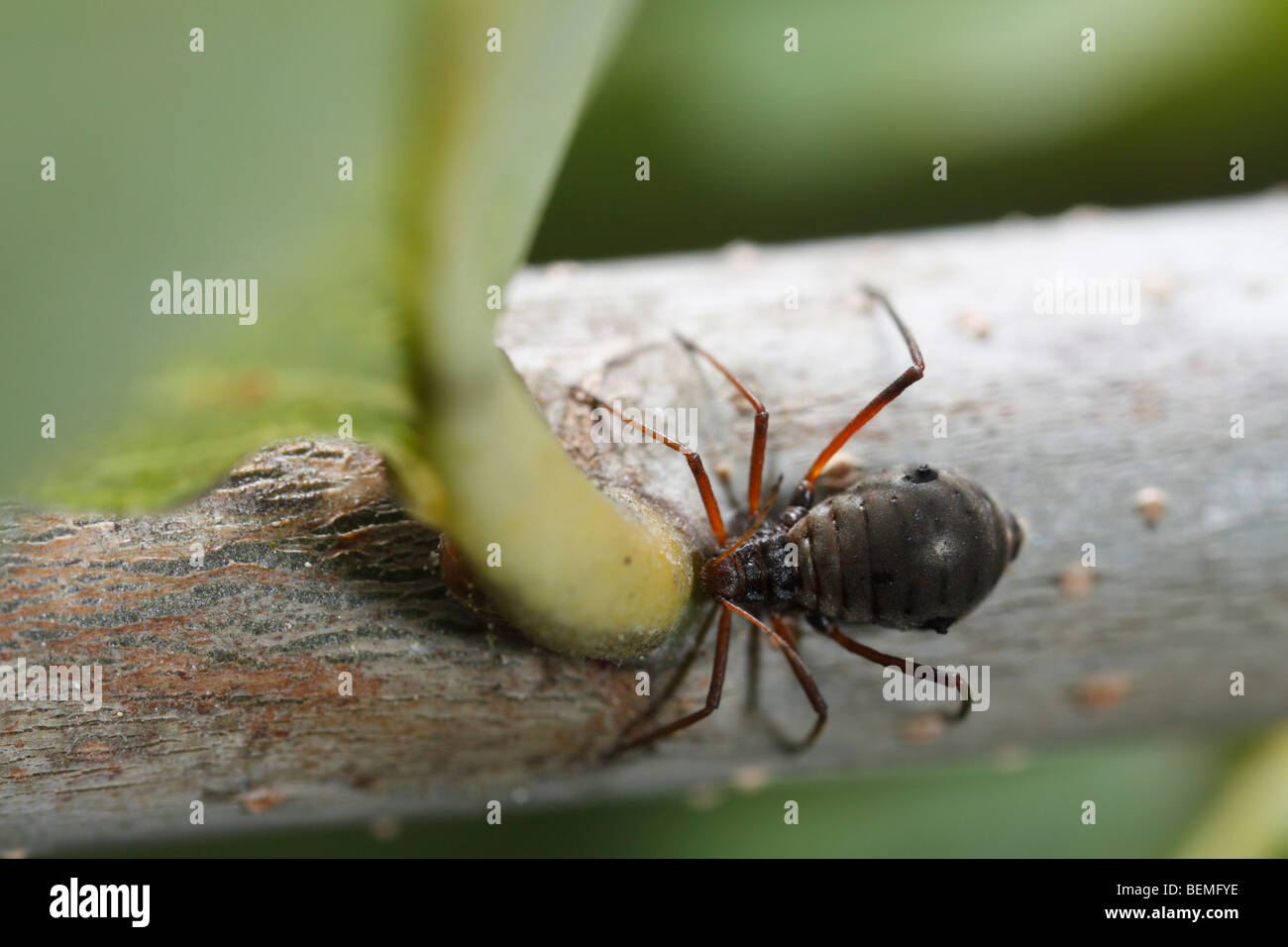 Lachnus roboris, un afide che si nutre di quercia. Foto Stock