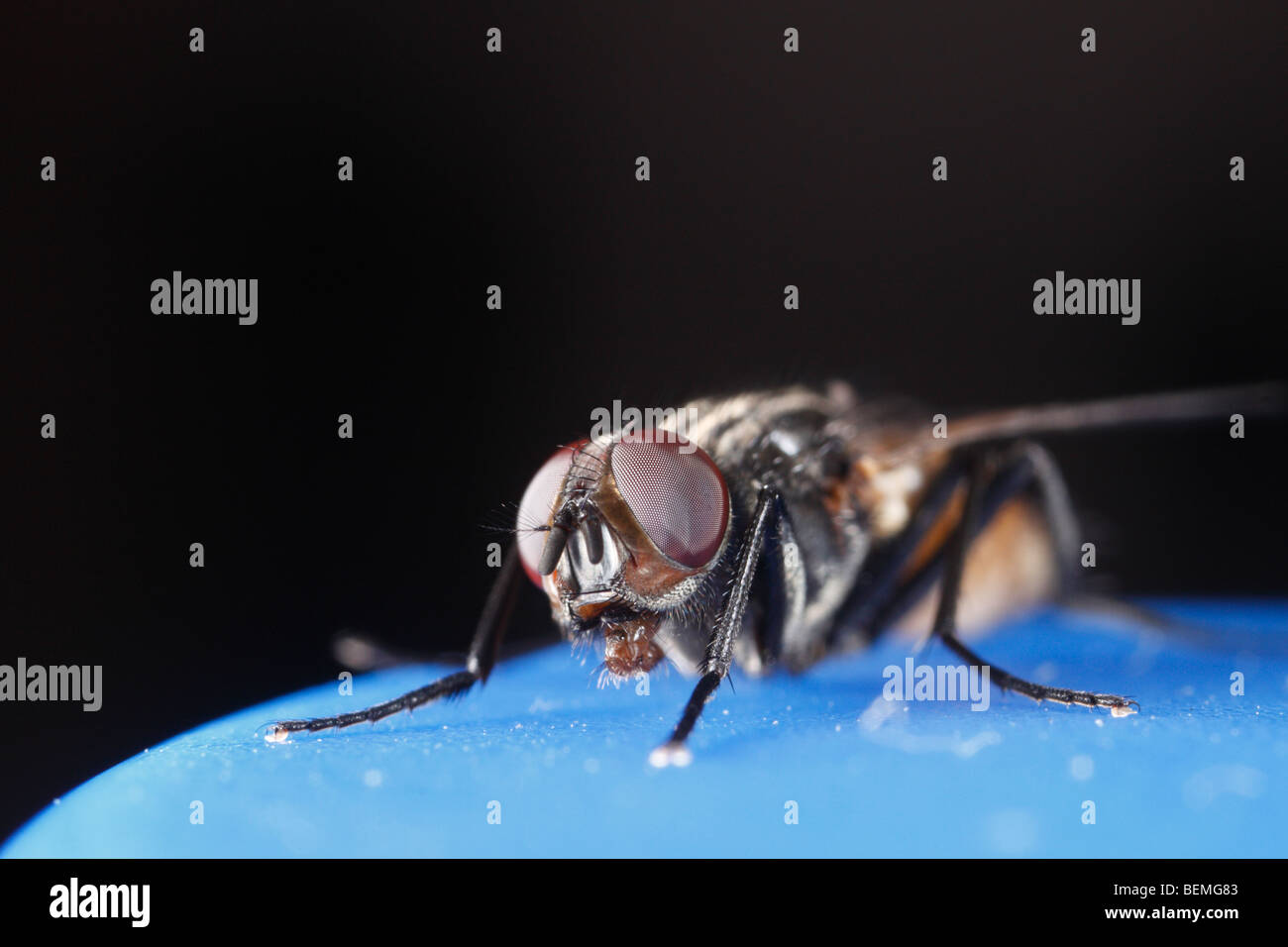 Musca domestica, una casa volare. Lei è seduta su un blu acqua minerale tappo di bottiglia. Foto Stock
