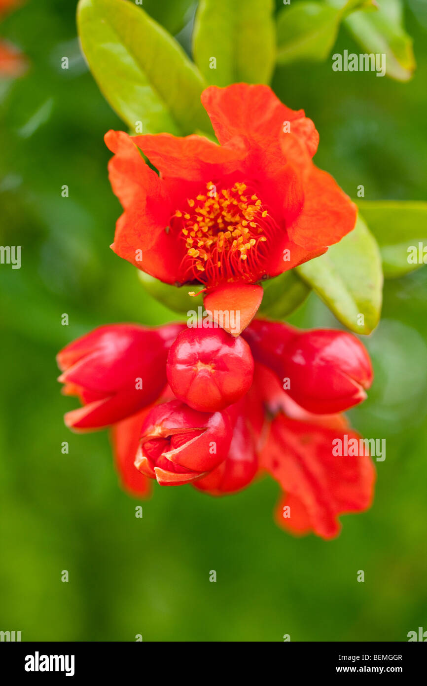 Melograno con foglia verde, sfondo Foto Stock