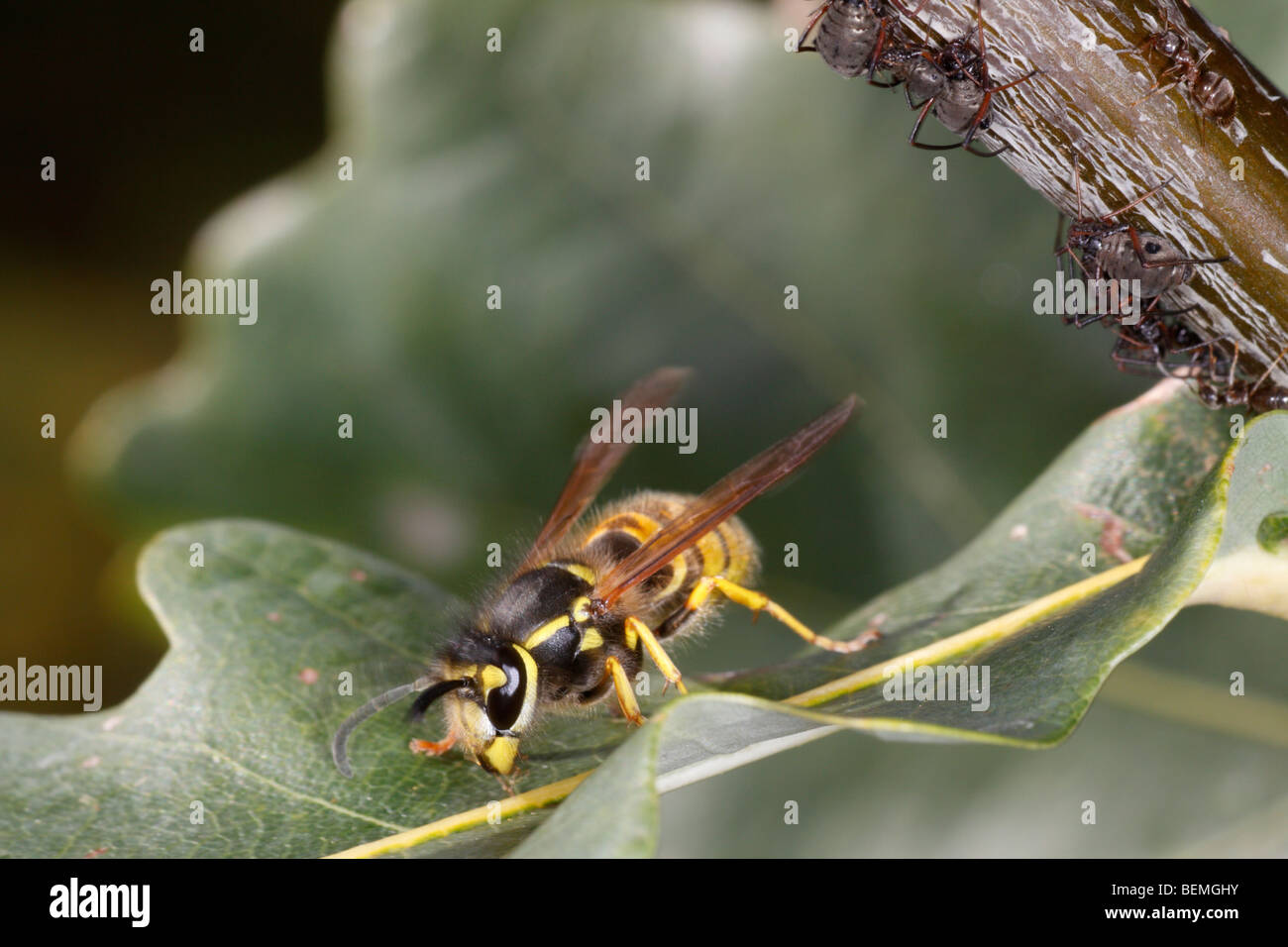 Wasp (Vespula vulgaris) alimentazione sulla melata che è stato escreto dal Lachnus roboris sopra (che è un afide che si nutre di quercia). Foto Stock