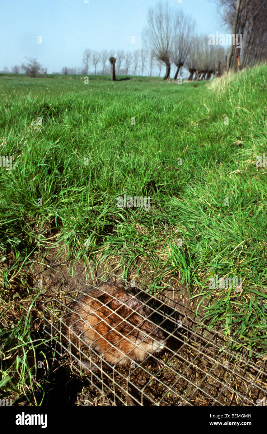 Topo muschiato (Ondatra zibethicus) catturati nella trappola sulla banca del fiume in campo durante il controllo di parassiti di sterminare invasivi esotici roditori Foto Stock