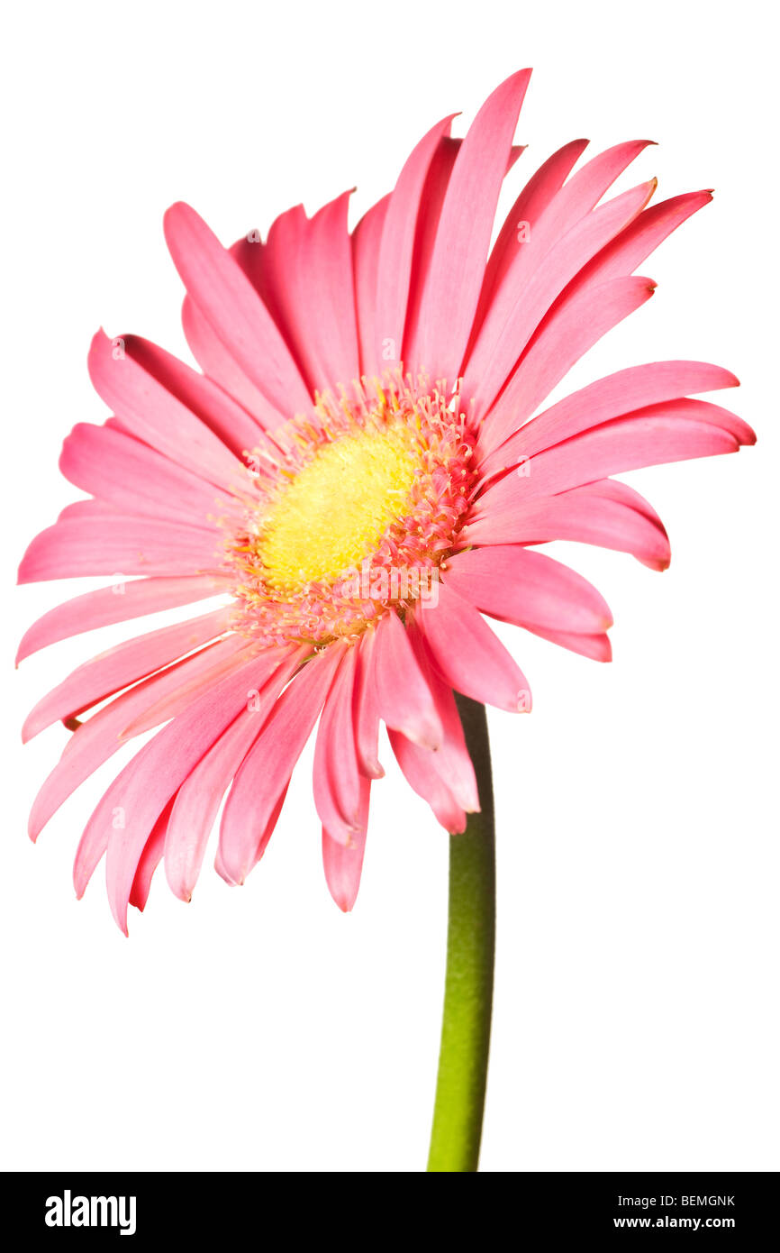 Pink daisy isolato su un puro sfondo bianco Foto Stock