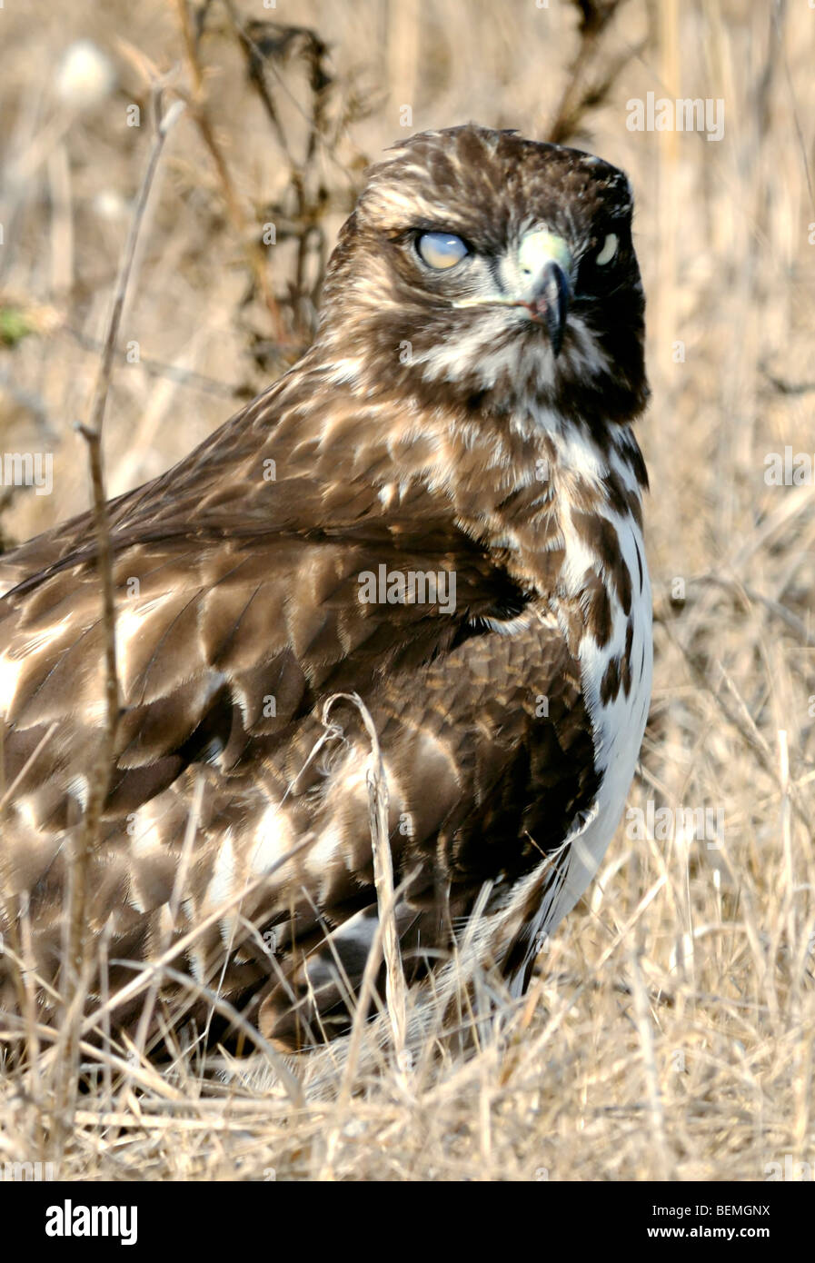 Falco dalla coda rossa (Buteo jamaicensis) con membrana nictitante chiusa, seduta in praterie asciutte, allerta e scherma parzialmente gli occhi per proteggerli. Foto Stock