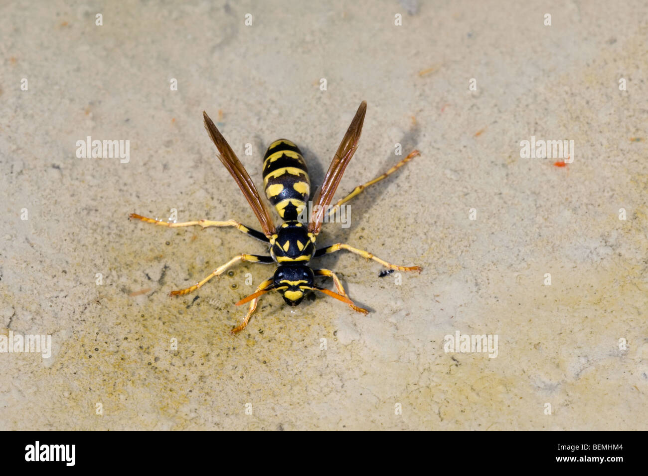 Carta wasp (Polistes gallicus) acqua potabile, Estremadura, Spagna Foto Stock