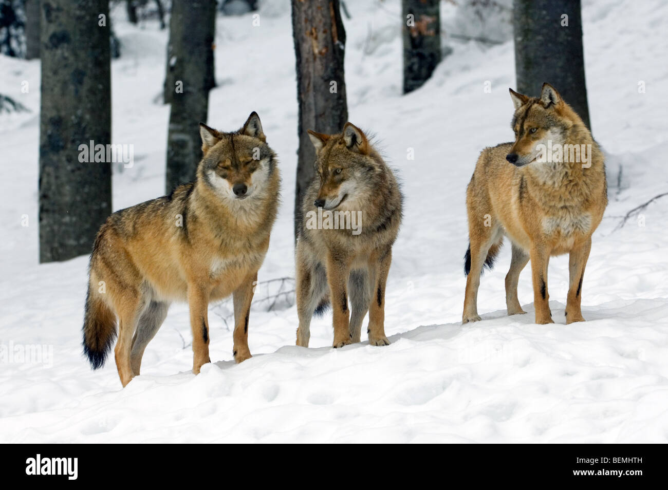 Confezione da tre comunità lupi grigi (Canis lupus) nella neve in inverno, Foresta Bavarese, Germania Foto Stock Confezione da tre comunità lupi grigi (Canis lupus) nella neve in inverno, Foresta Bavarese, Germania Foto Stock