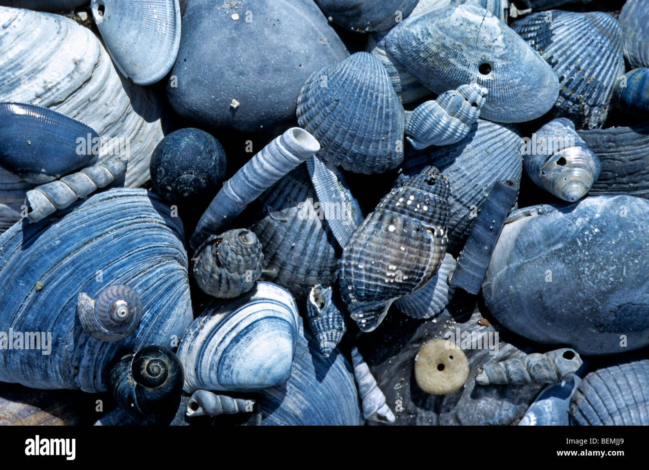 Blue conchiglie fossili sulla spiaggia lungo il mare del Nord a Knokke, Belgio Foto Stock
