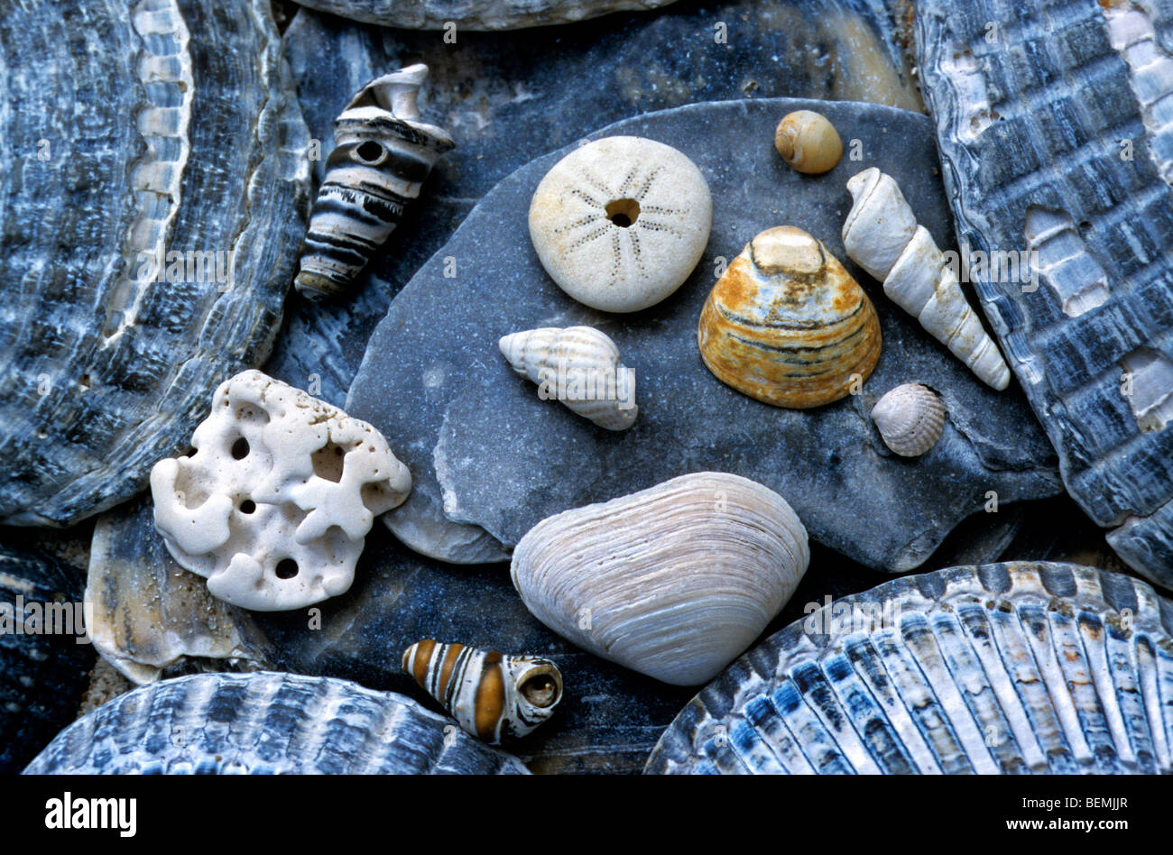 Blue conchiglie fossili sulla spiaggia lungo il mare del Nord a Knokke, Belgio Foto Stock