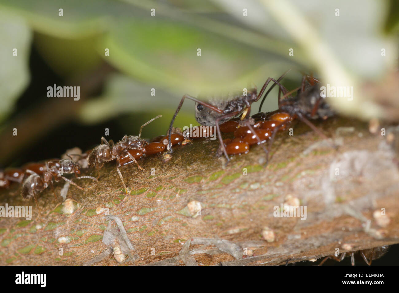 Lachnus roboris, un afide che si nutre di quercia. Le femmine guard uova deposte di fresco. Foto Stock