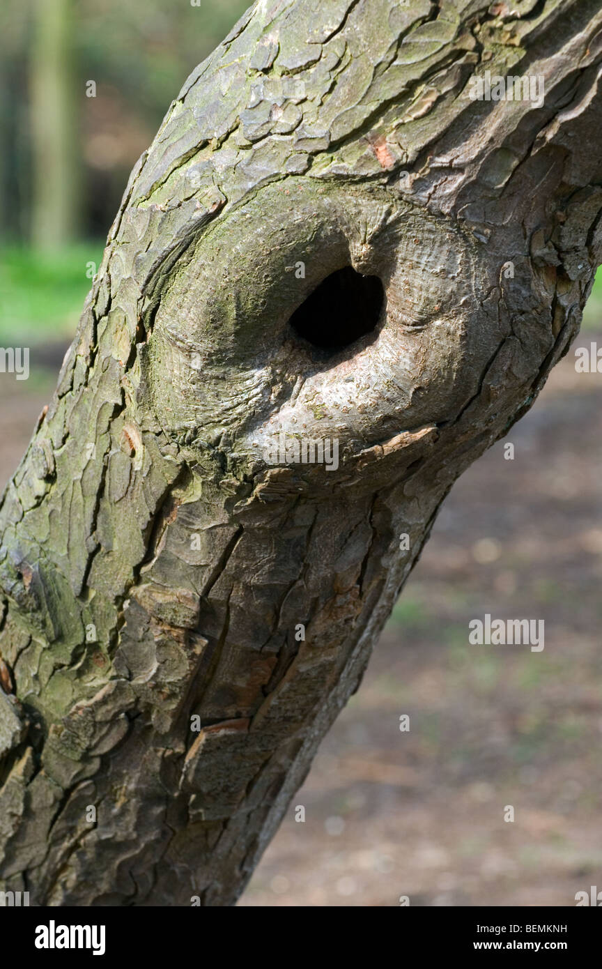 Tessuto calloso che si sviluppa attorno ad un pregiudizio nella corteccia della politica europea di faggio (Fagus sylvatica) tree Foto Stock