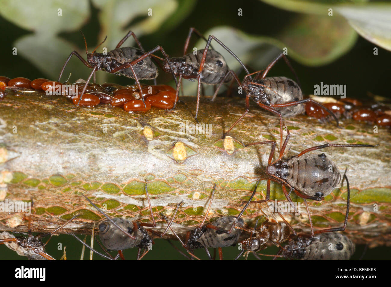 Lachnus roboris, un afide che si nutre di quercia. Le femmine guard uova deposte di fresco. Foto Stock