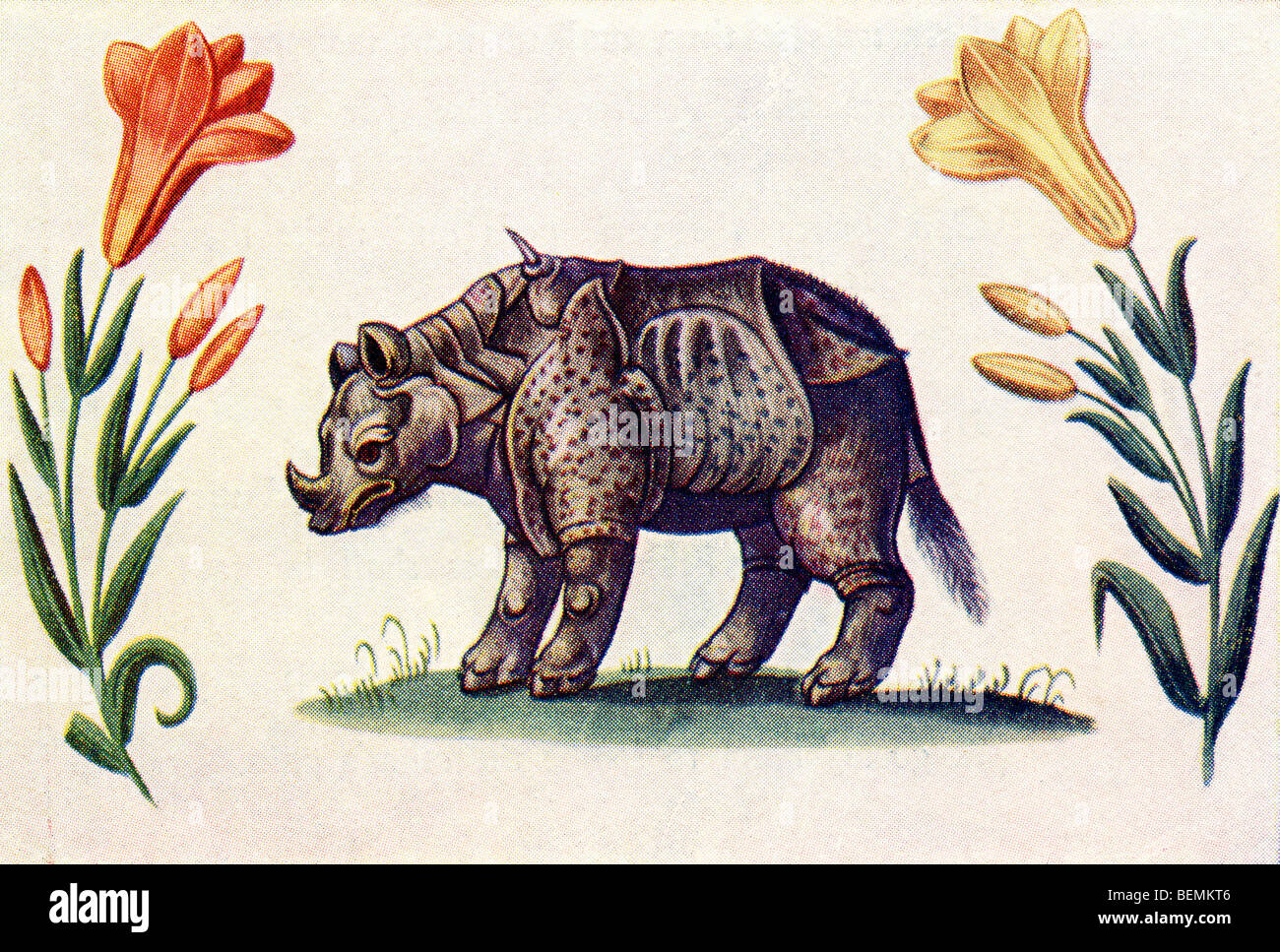 Rhinoceros rhino illustrazione animale Livre d'Amis Marguerite de Valois Illustrated London News Foto Stock