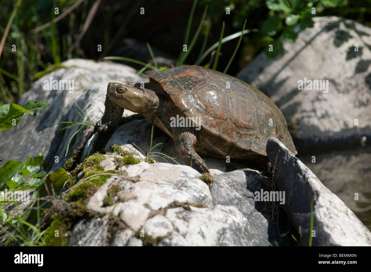 Lo spagnolo Terrapin (Mauremys leprosa) Foto Stock