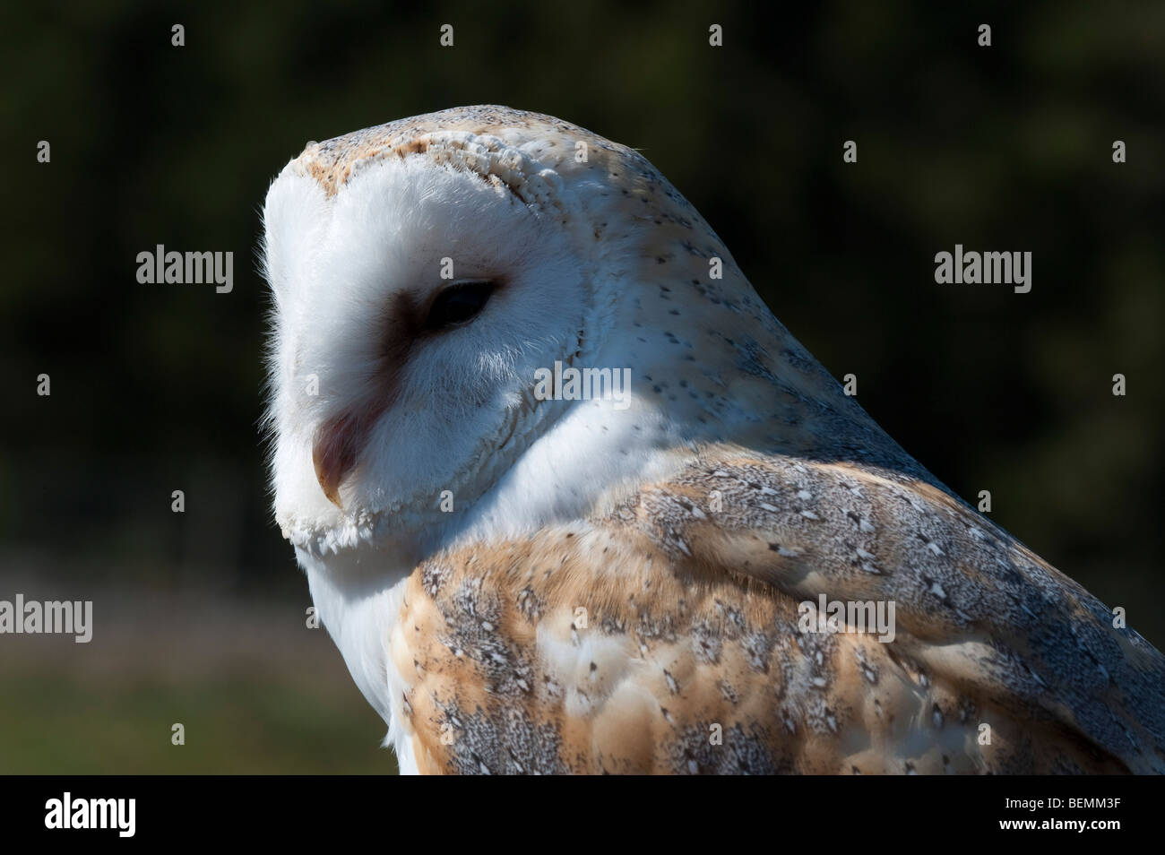 Il barbagianni (Tyto alba ssp. alba), femmina Foto Stock