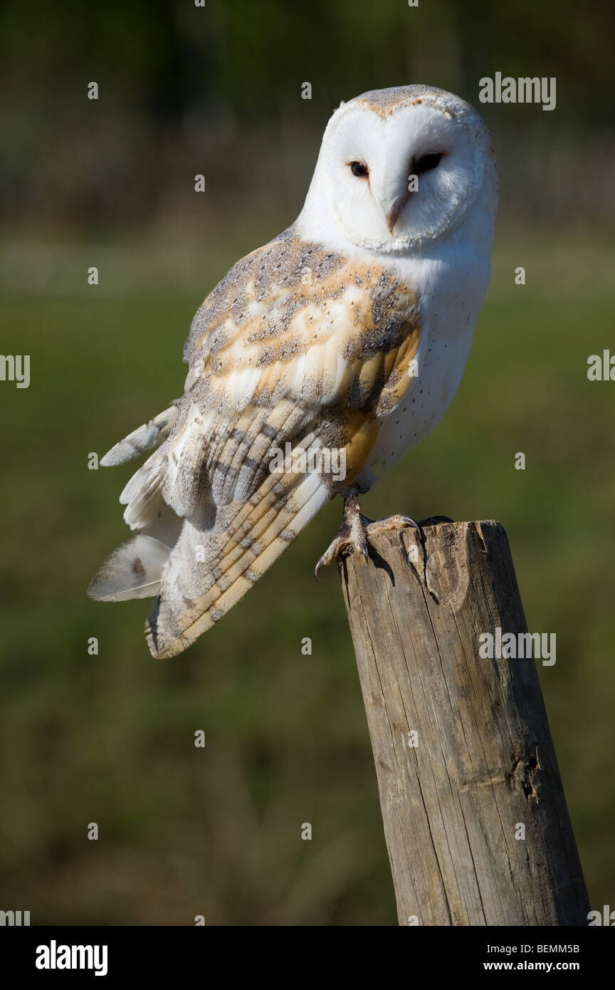 Il barbagianni (Tyto alba ssp. alba), femmina Foto Stock