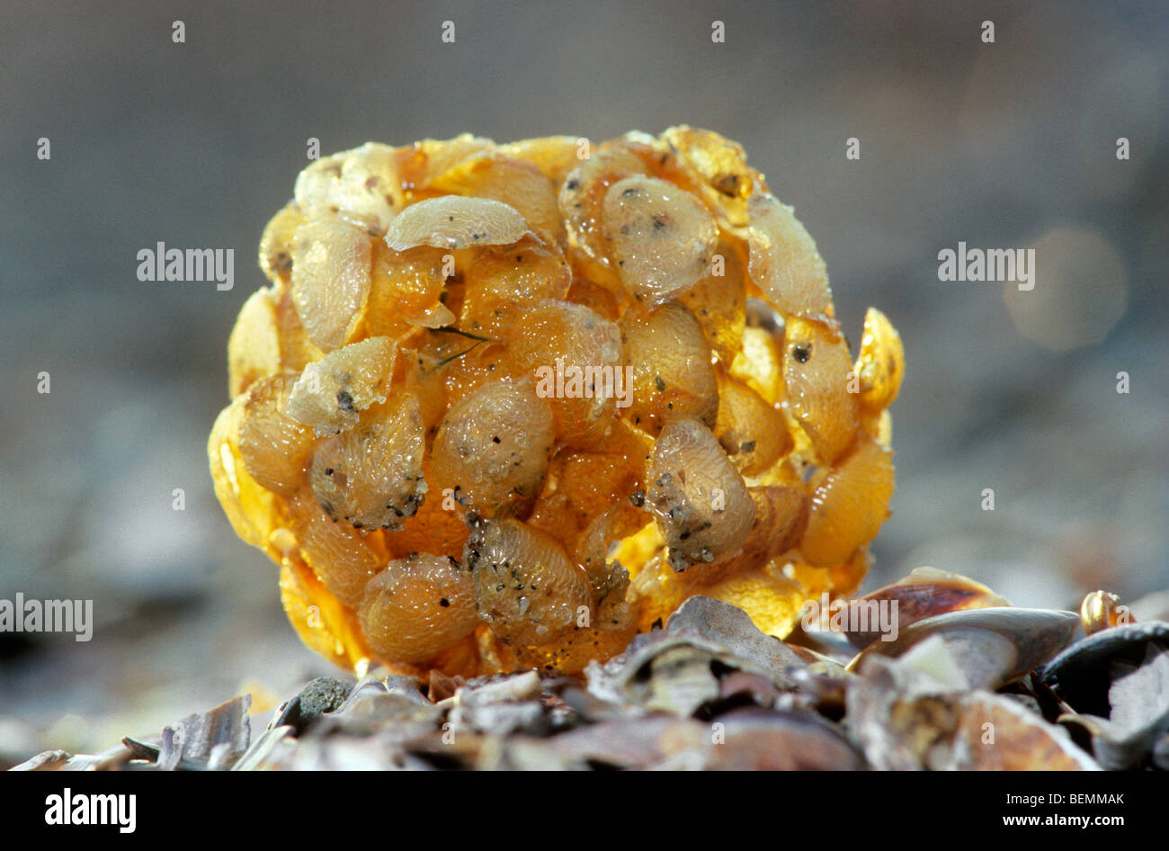Buccino (Buccinum undatum) uovo massa / mare sfera di lavaggio sulla spiaggia, Belgio Foto Stock